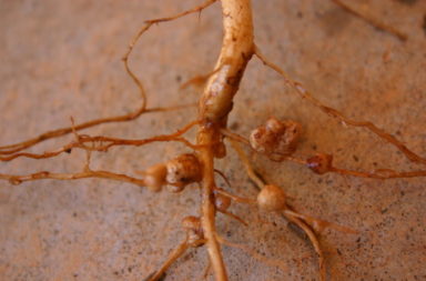 rhizobia nodules