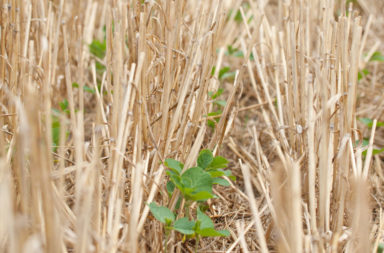 soybean and wheat crop rotation