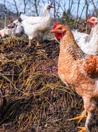 chickens on manure