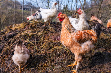 chickens on manure