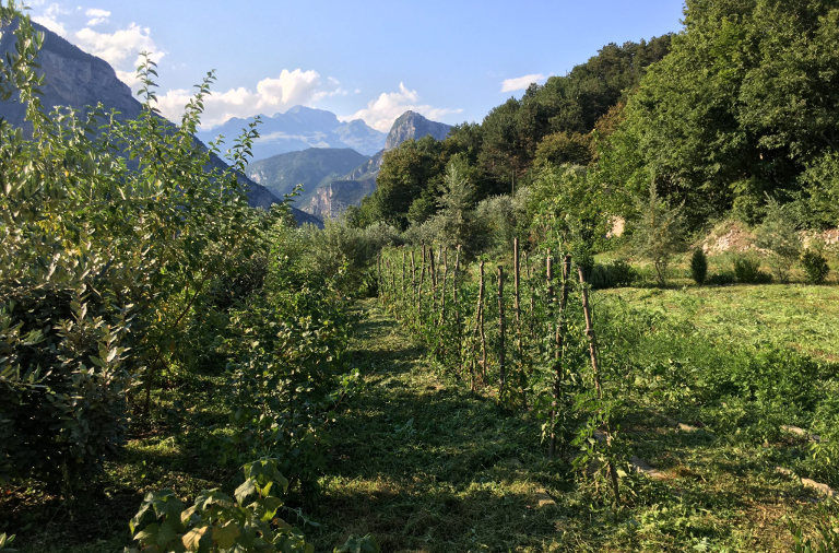 agroforestry in valley