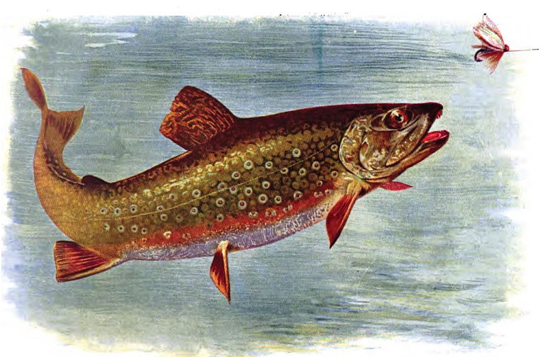 brook trout