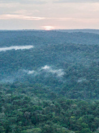 Kenyan forests
