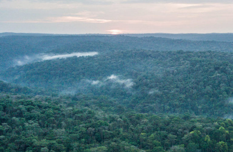 Kenyan forests