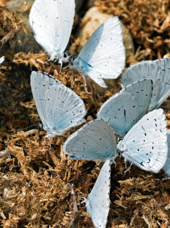 butterflies on manure