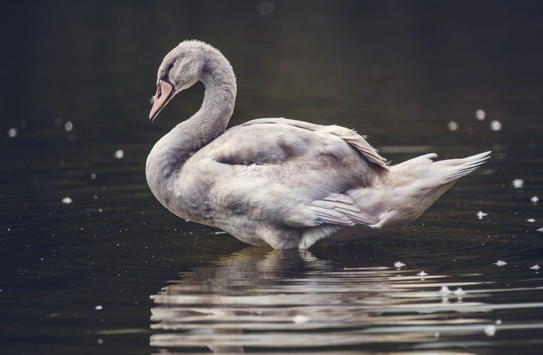 grey swan