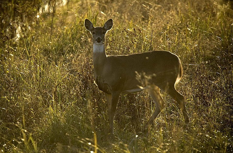 Managing Whitetail Doe Populations for a Thriving Natural Environment