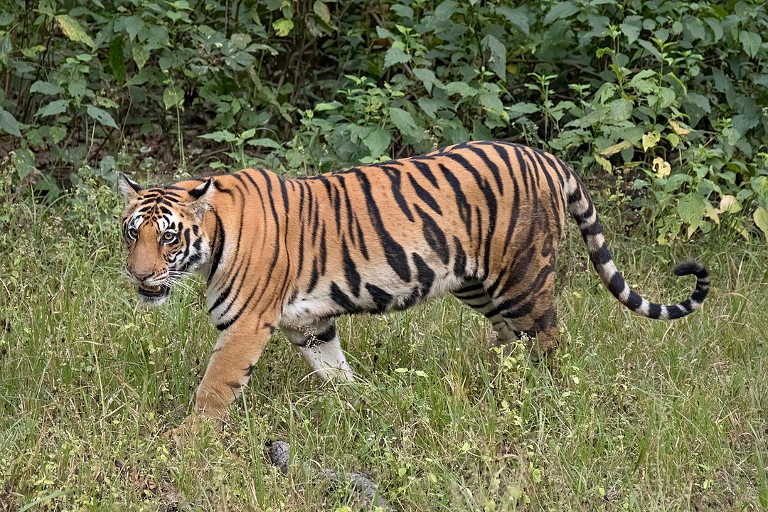 Bengal tiger
