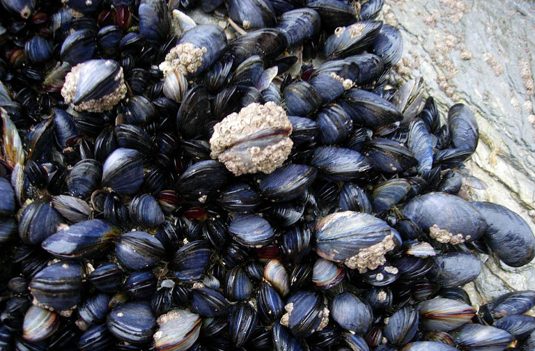 cornish mussels