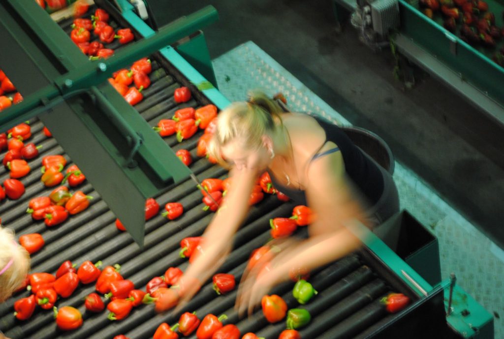 Sorting peppers in the Netherlands