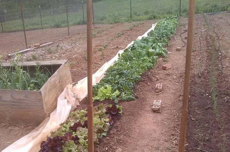 broadforked lettuce patch