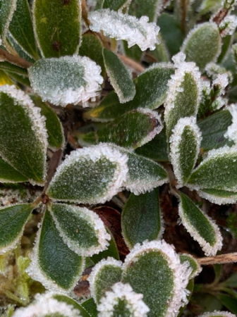 frosted plants