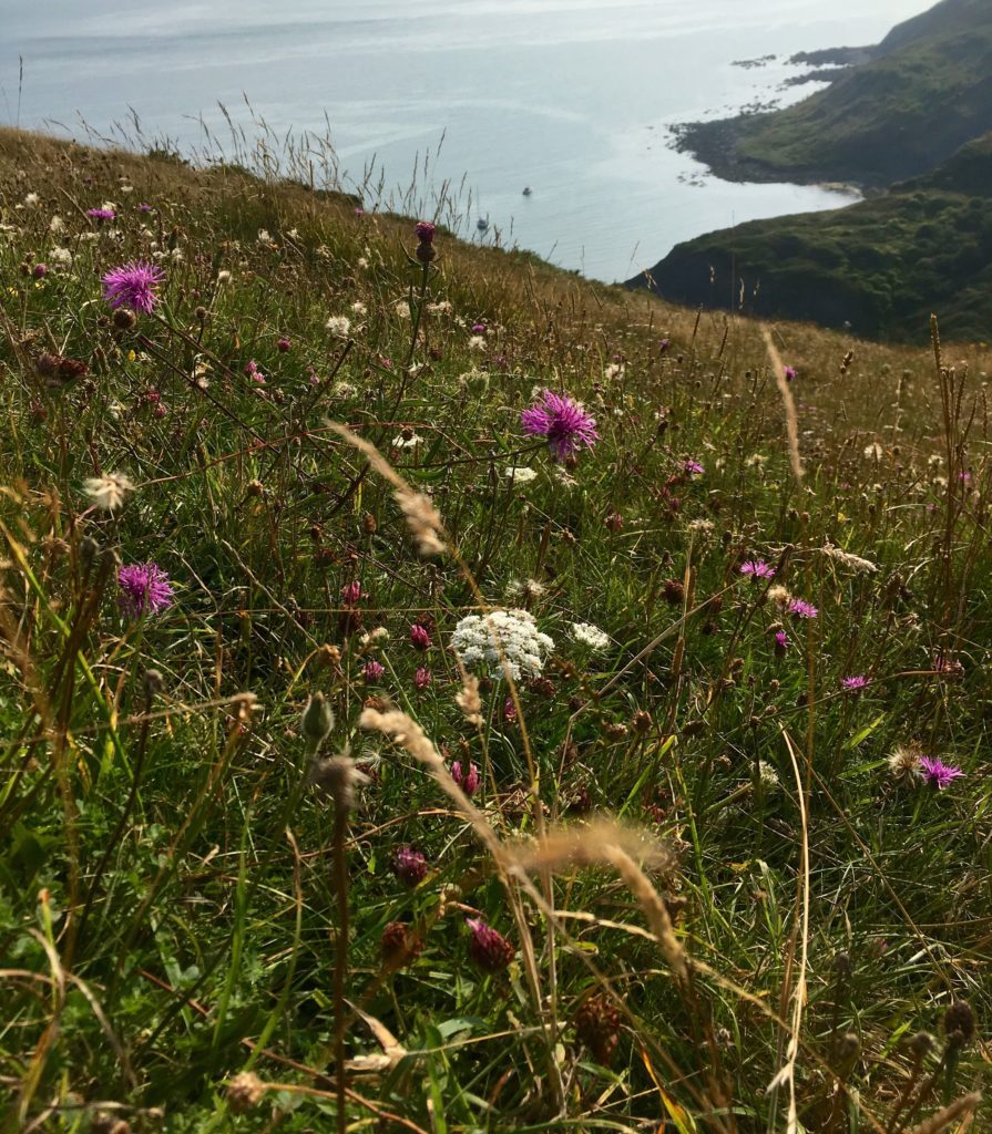 ecological gardener cover