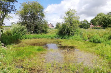restored pond
