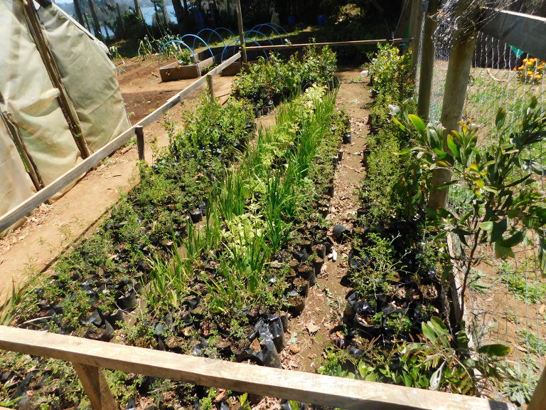 Young shrubs propogating