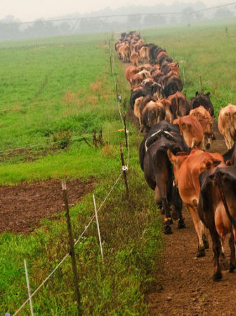 organic cattle