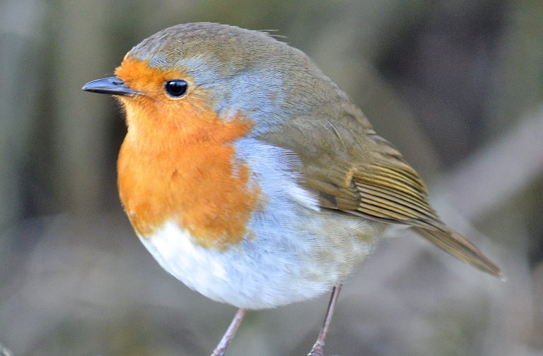 robin