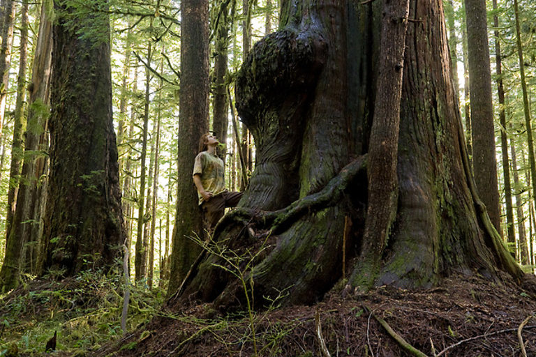Avatar Grove in British Columbia