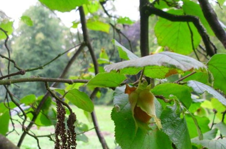 hazelnut on tree