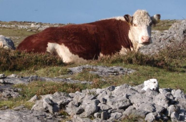 Hereford Cow on the Burren