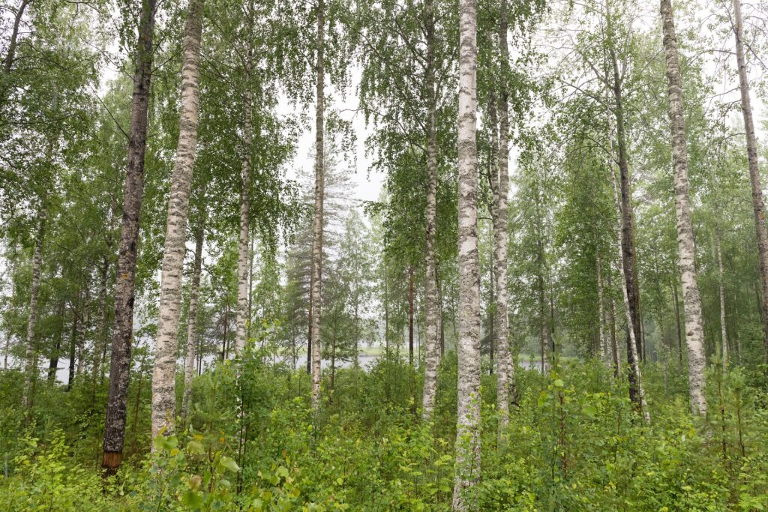 birch trees