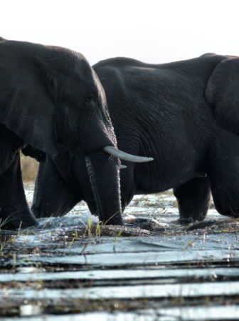 black elephants