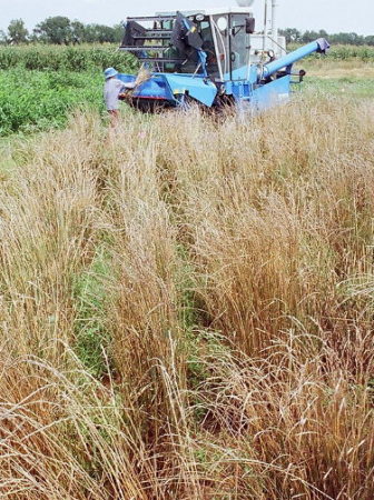 Harvesting perennial crops at the Land Institute