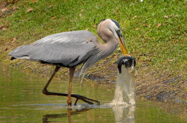 Heron with fish in plastic bag