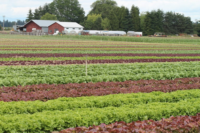 CSA farm