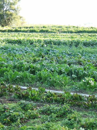 Organic farming