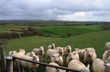 sheep farming in Wales