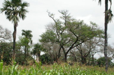 Agroforestry in Burkino Faso