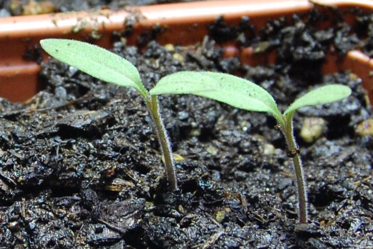 germinating tomatoes