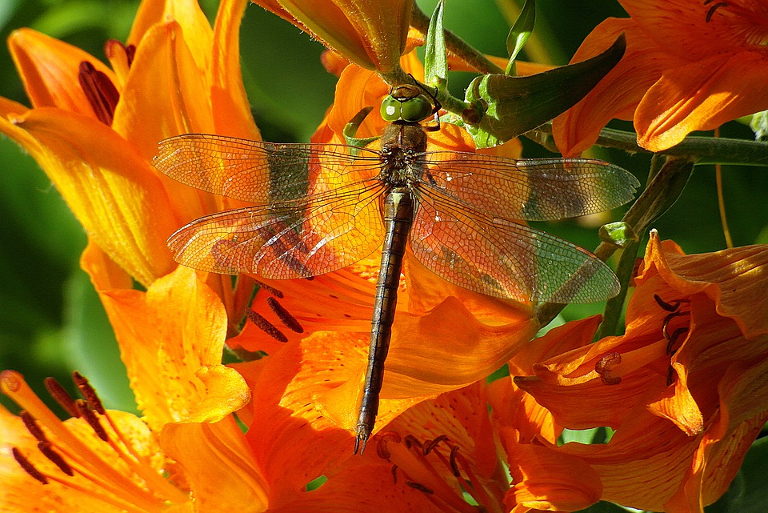 dragonfly on flower