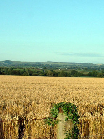 monoculture wheat field