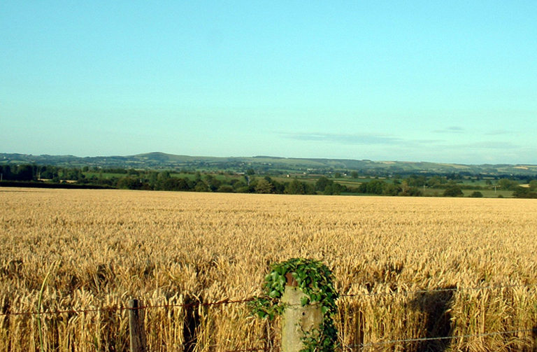 monoculture wheat field