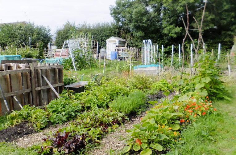 permaculture allotment project