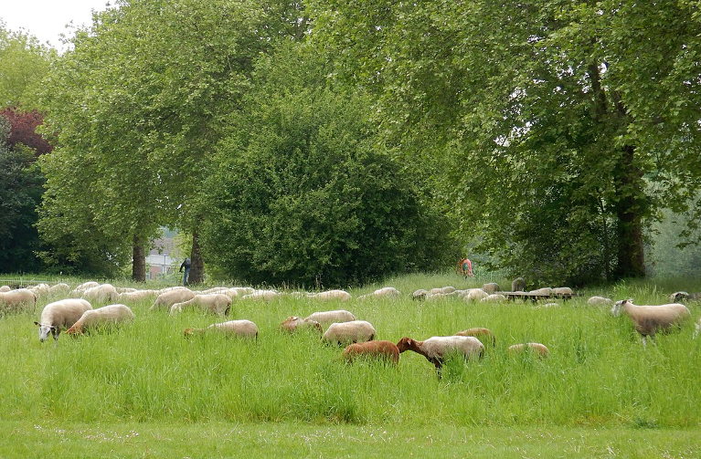 sheep in conservation grazing