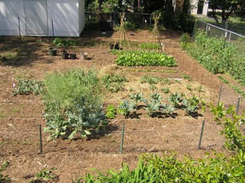 Alice garden in Raleigh