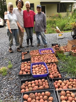 potato glut