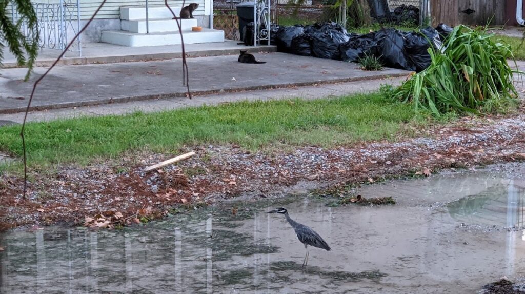 heron after Hurricane Ida