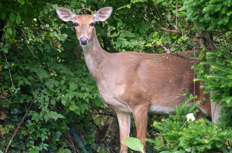 The Ecological Significance of Whitetail Does and Their Influence on Plant Diversity