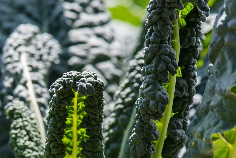 curly kale
