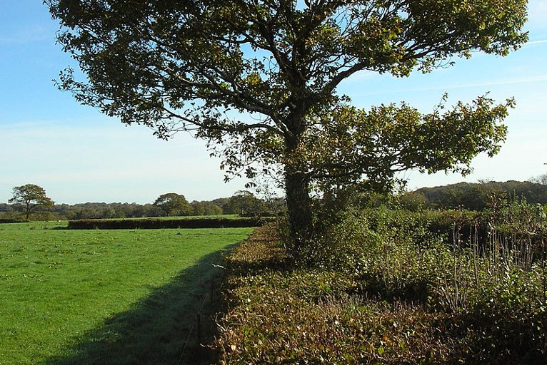 beech hedgerow