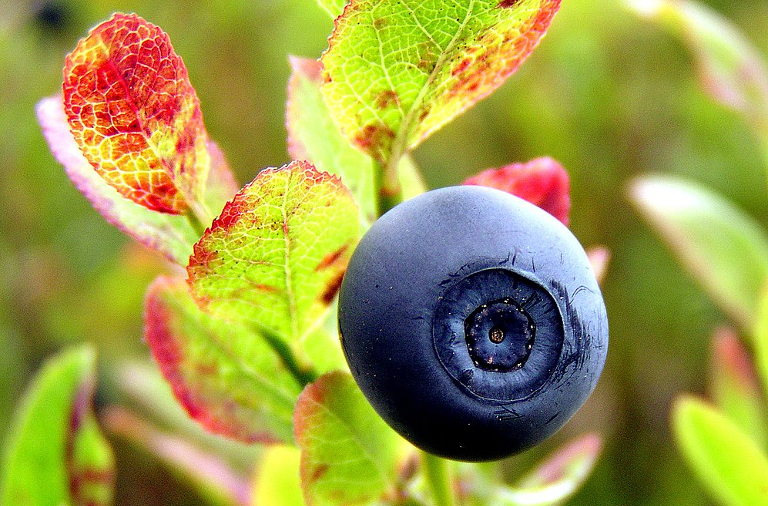 Norwegian blueberry