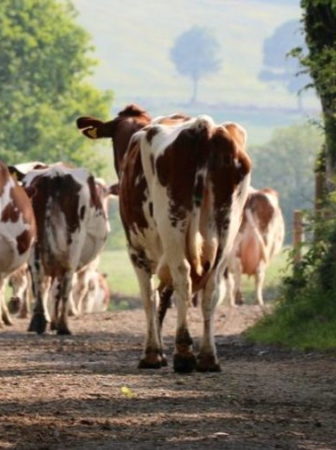 The Secret Life of Cows: Review - Resilience