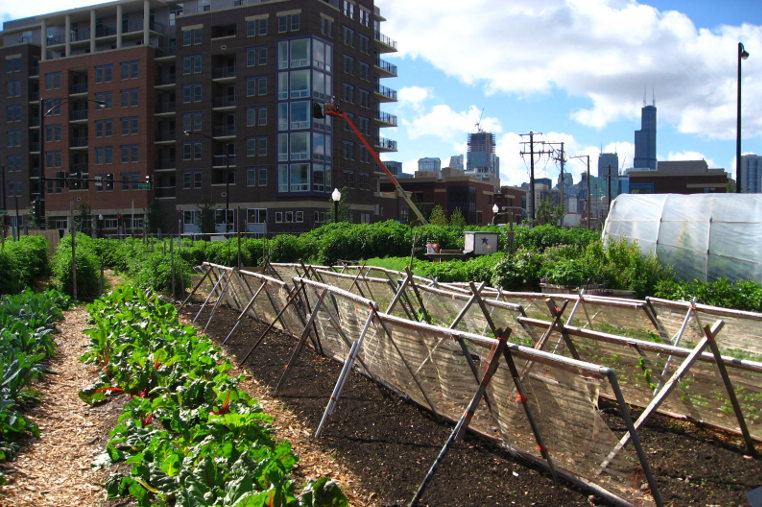 Chicago urban farm