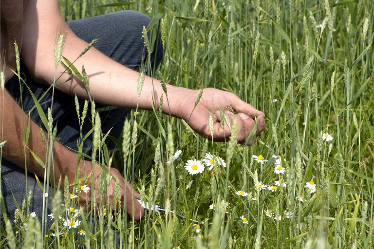 organic seed production