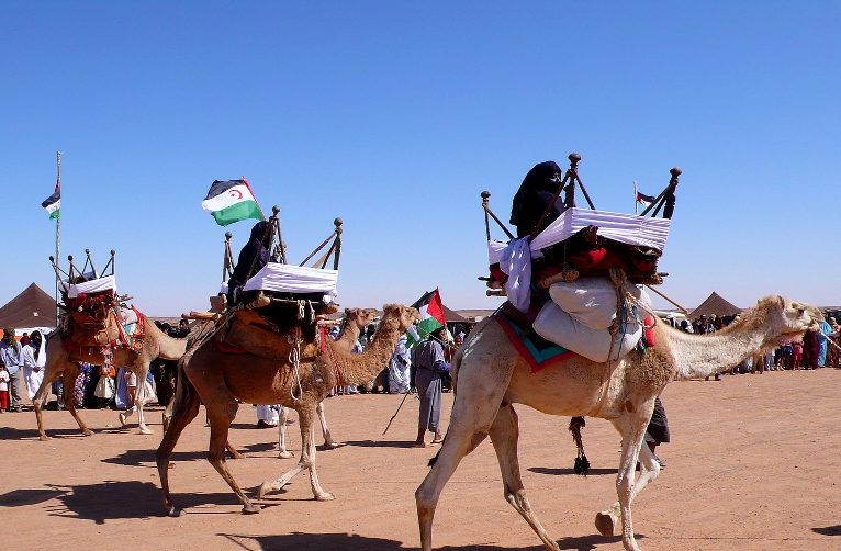 Sahrawi people camel exhibition in a refugee camp