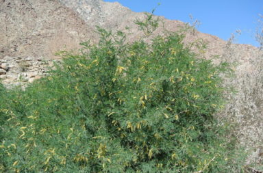 Velvet mesquite